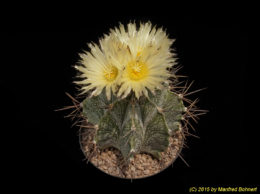 Astrophytum ornatum 1350